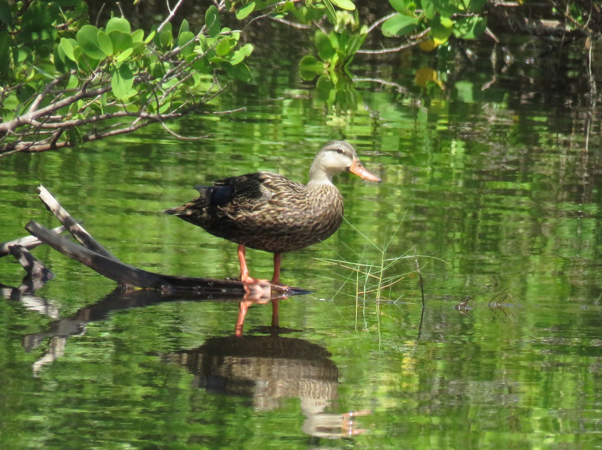 Mottled Duck - ML641870937