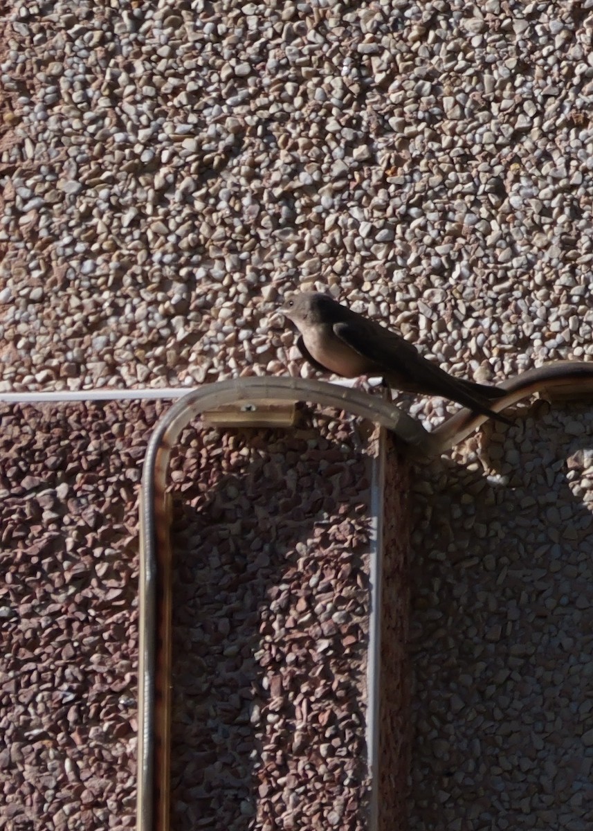 Hirondelle de rochers - ML641870960