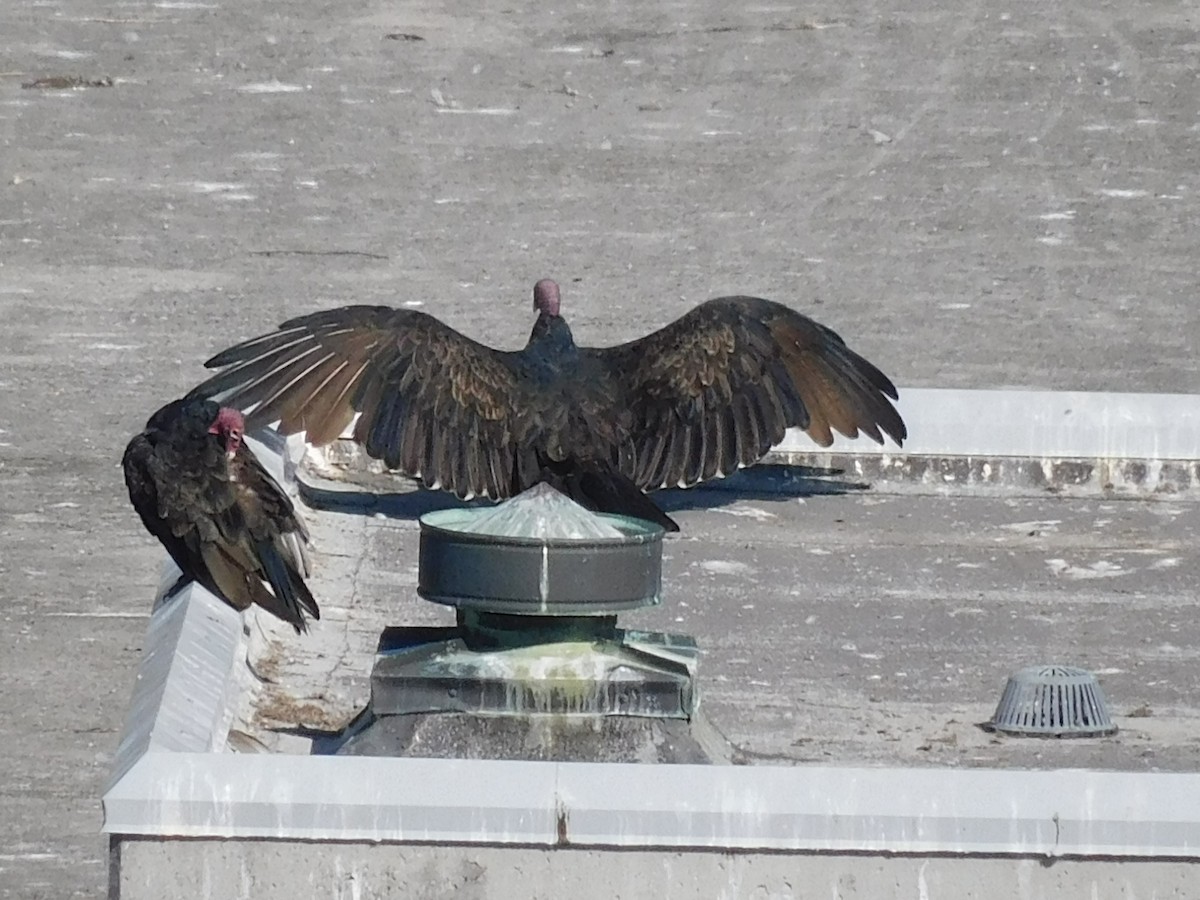 Turkey Vulture - ML641870965