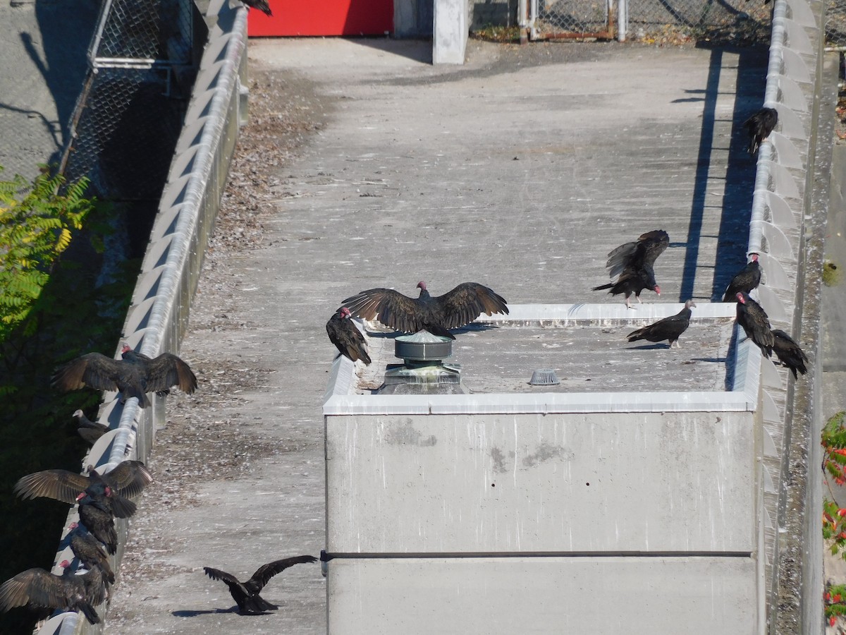 Turkey Vulture - ML641870966
