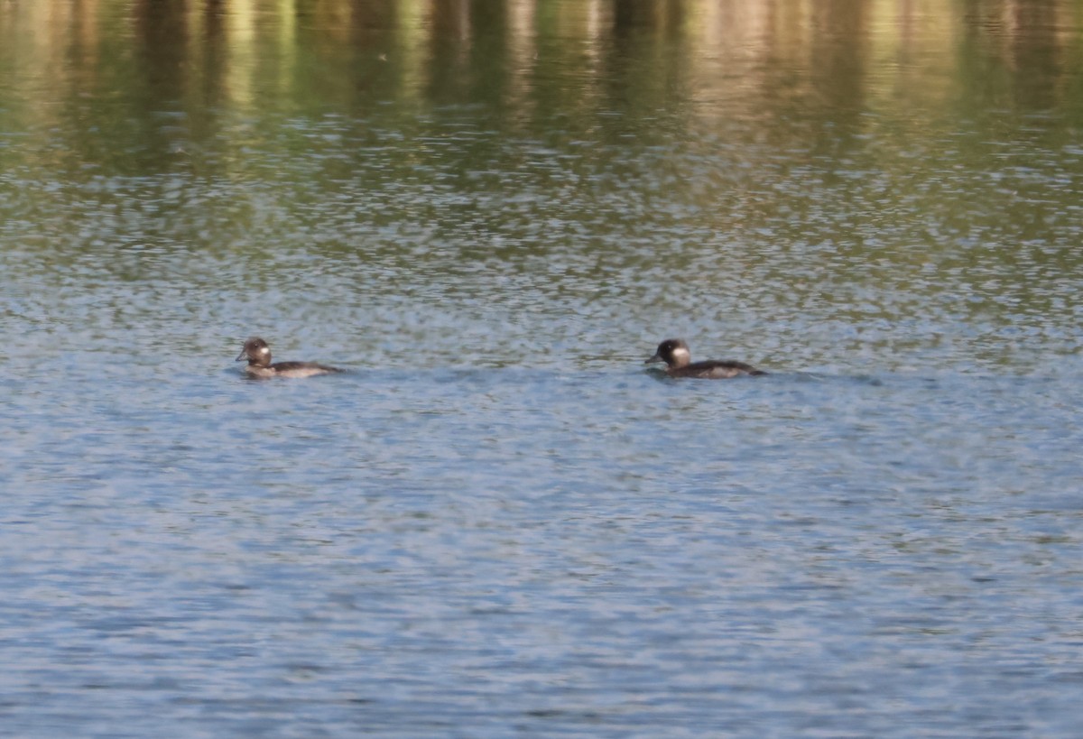 Bufflehead - ML641870971