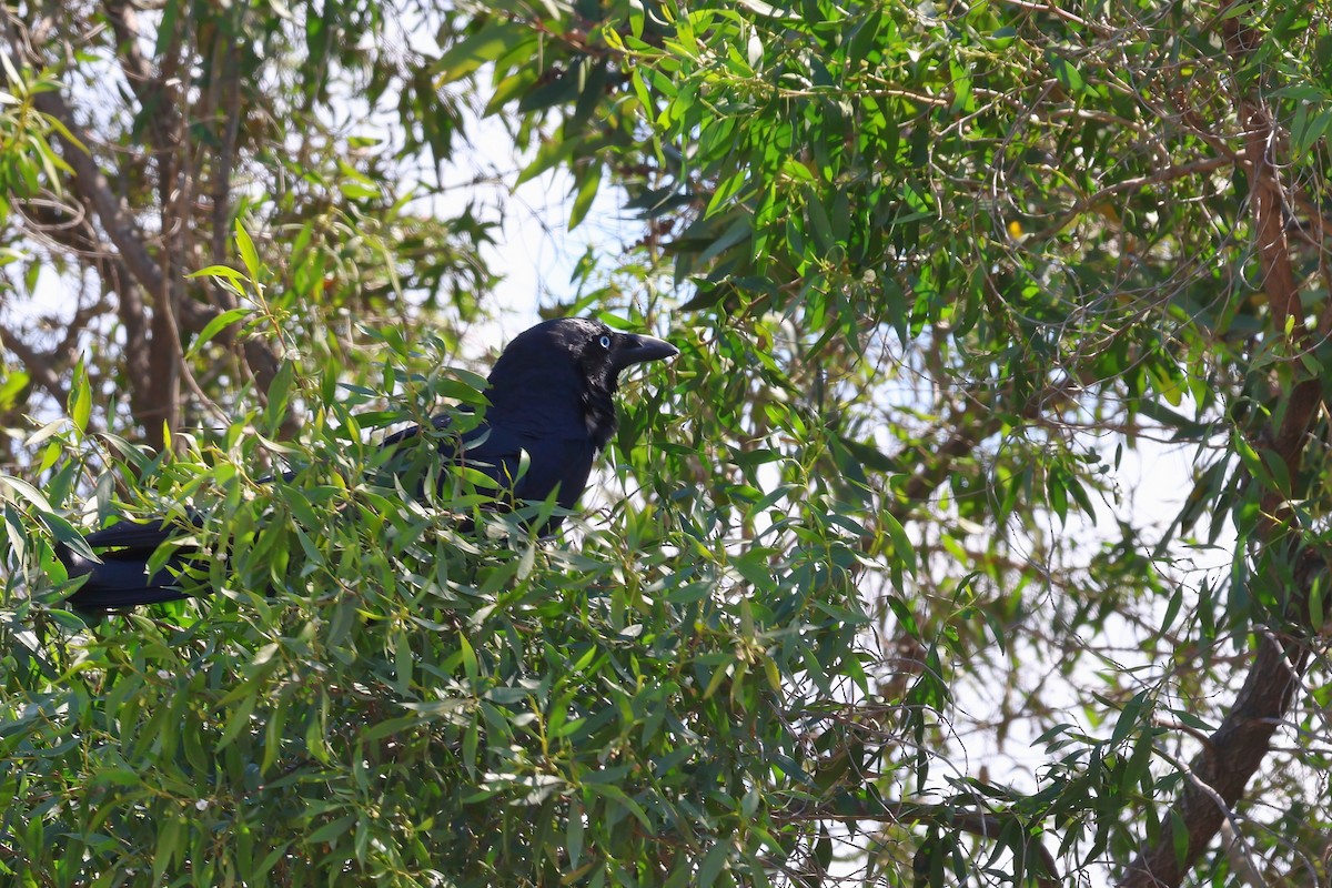 Corbeau de Torres - ML641870973