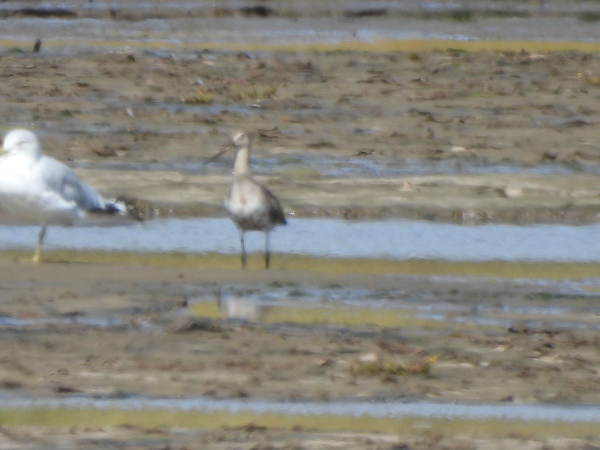 Hudsonian Godwit - ML641871002