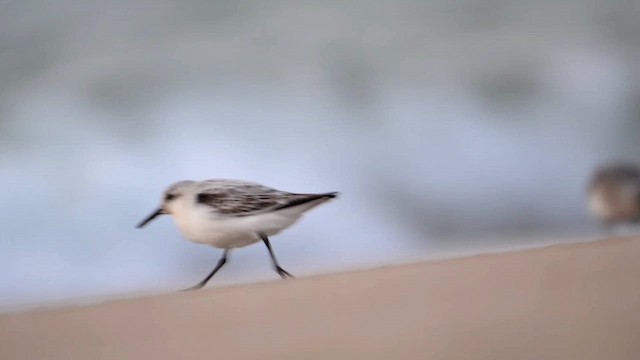 Sanderling - ML641871017