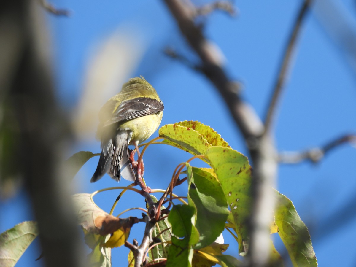 American Goldfinch - ML641871026