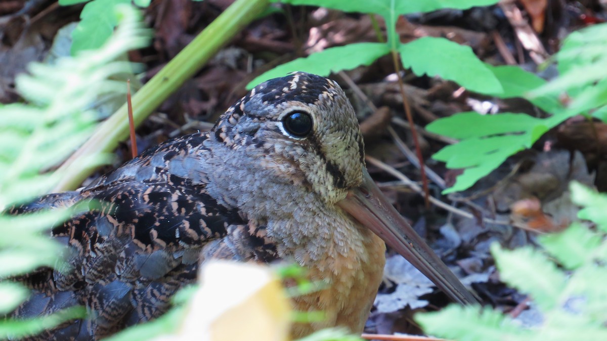 American Woodcock - ML641871054