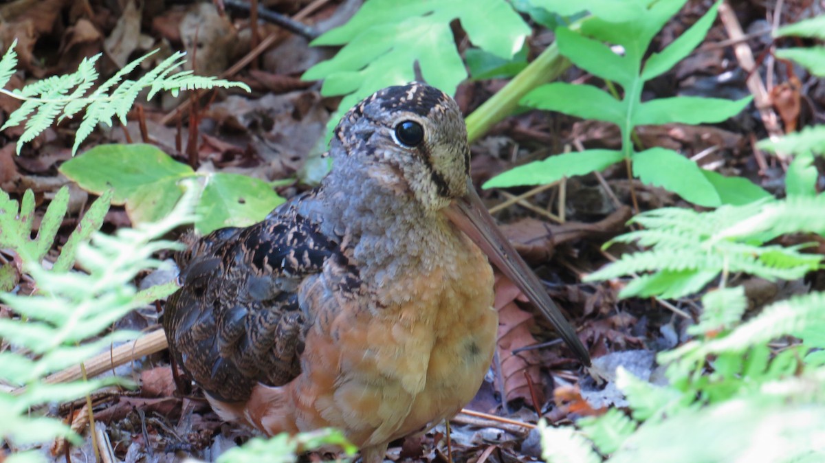 American Woodcock - ML641871055