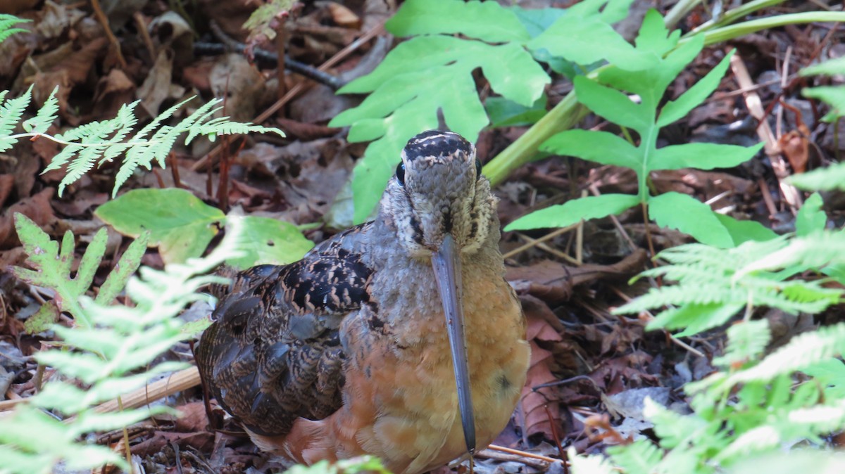 American Woodcock - ML641871056