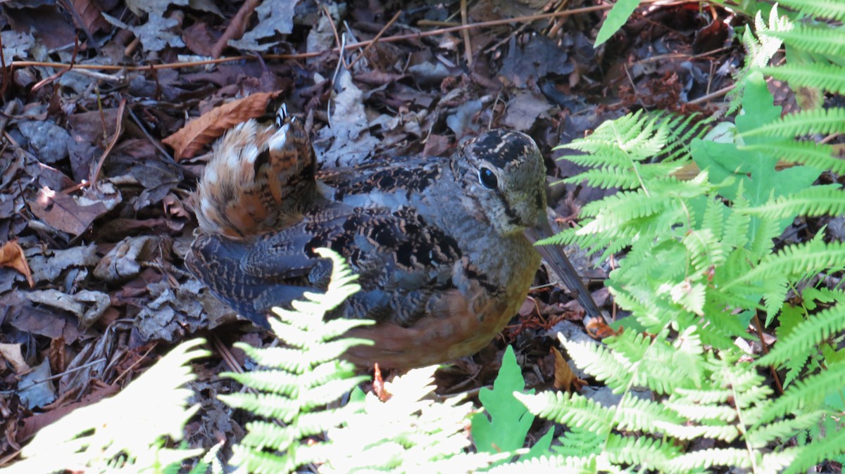American Woodcock - ML641871057