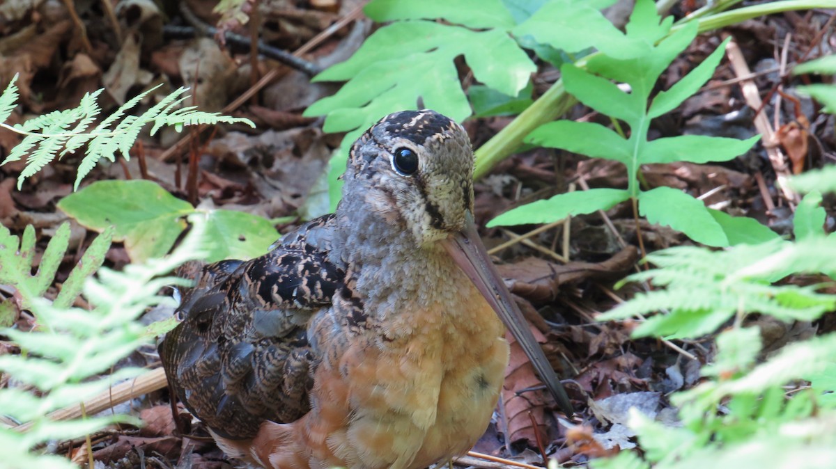 American Woodcock - ML641871058