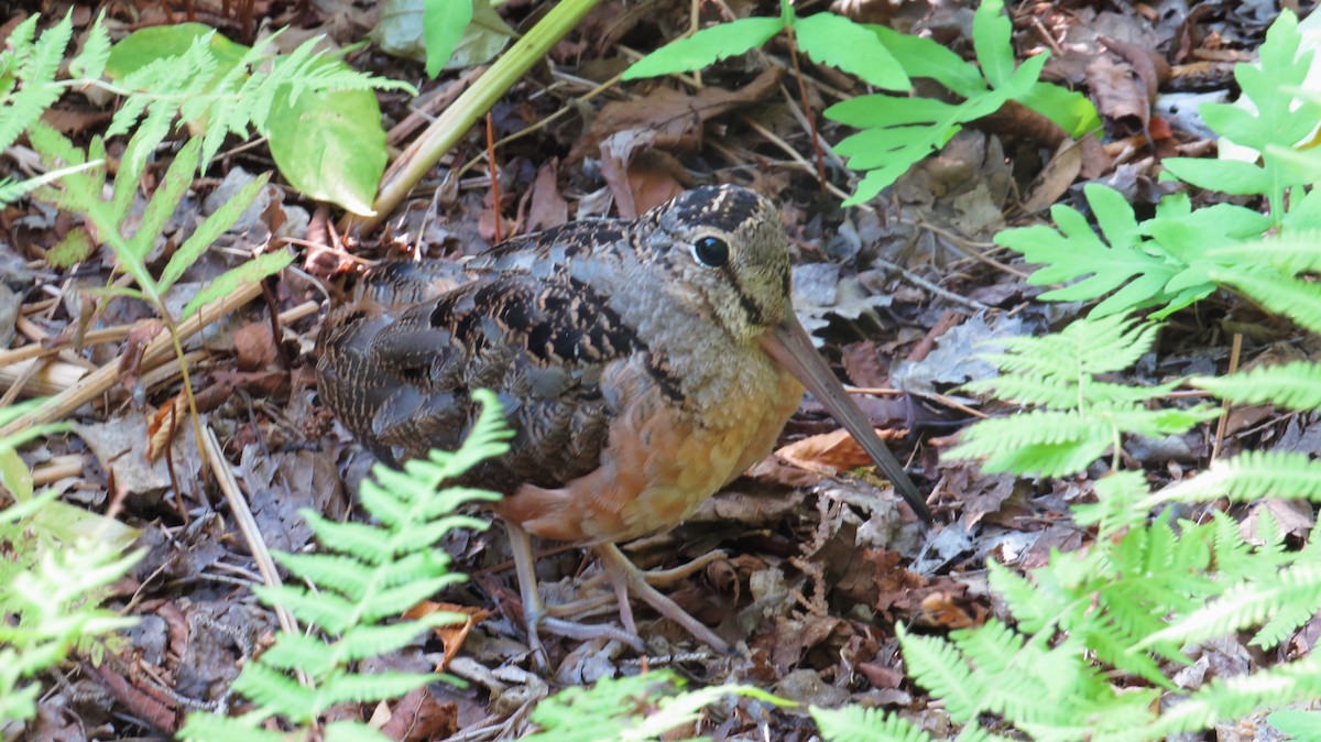 American Woodcock - ML641871059