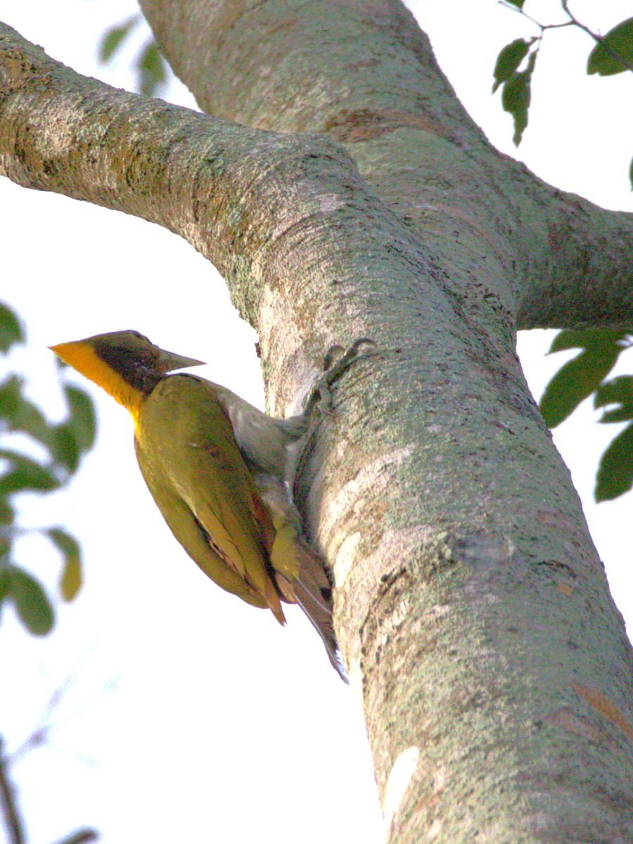Greater Yellownape - ML641871067
