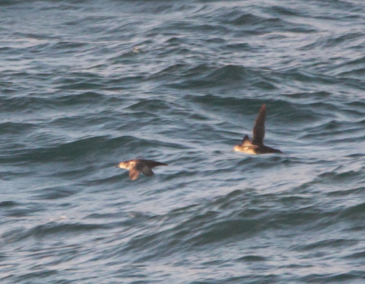 Balearic Shearwater - ML641871093