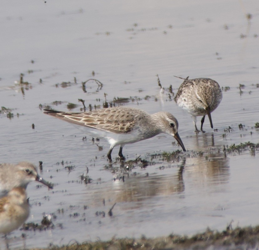 White-rumped Sandpiper - ML641871111