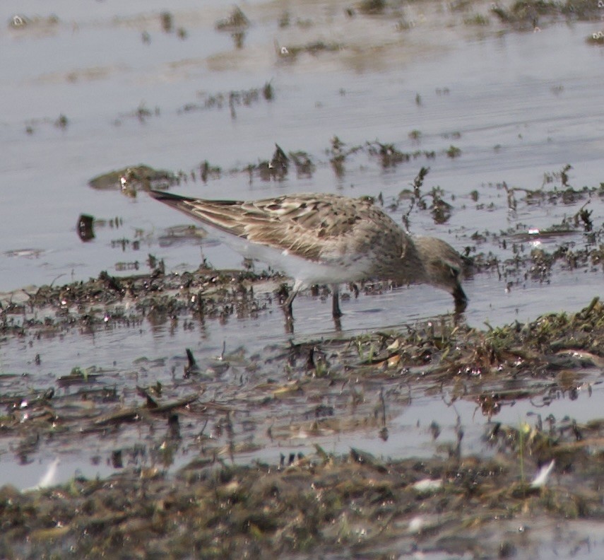 White-rumped Sandpiper - ML641871112