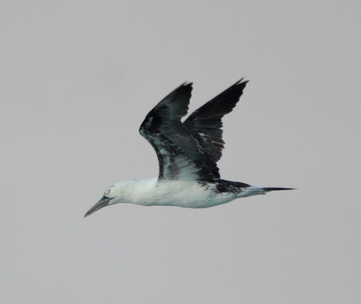 Northern Gannet - ML641871128