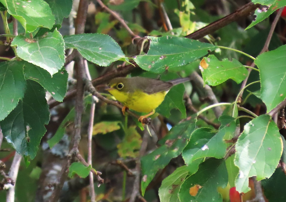 Canada Warbler - ML641871170