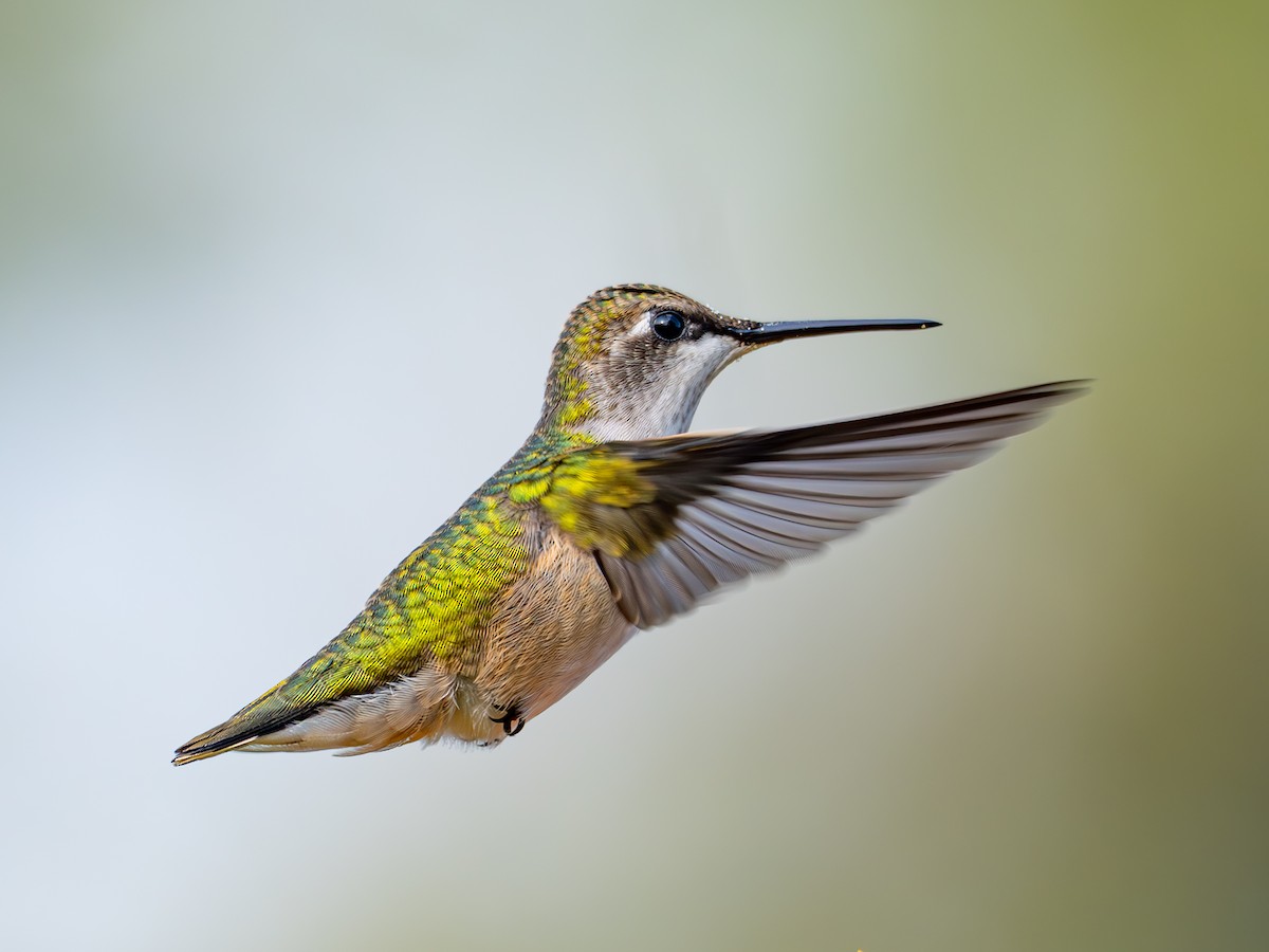 Ruby-throated Hummingbird - ML641871182