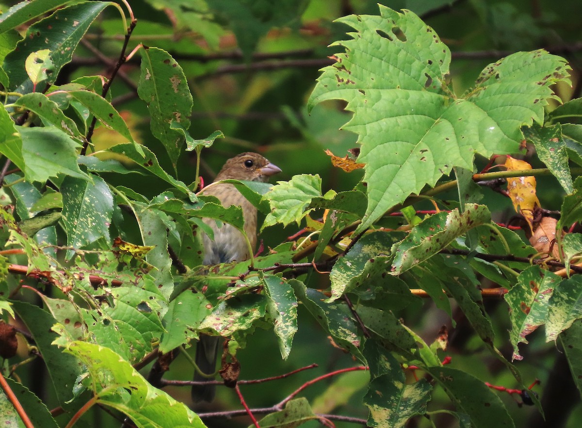 Indigo Bunting - ML641871187