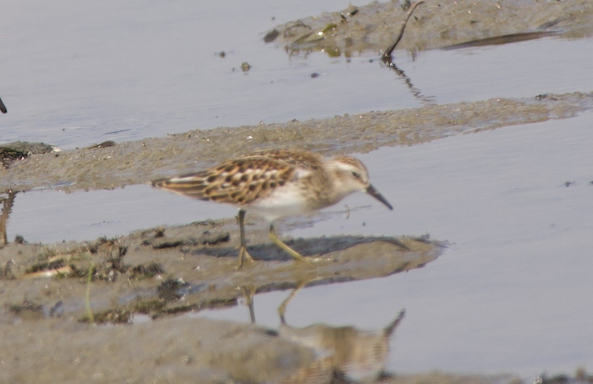 Least Sandpiper - ML641871194