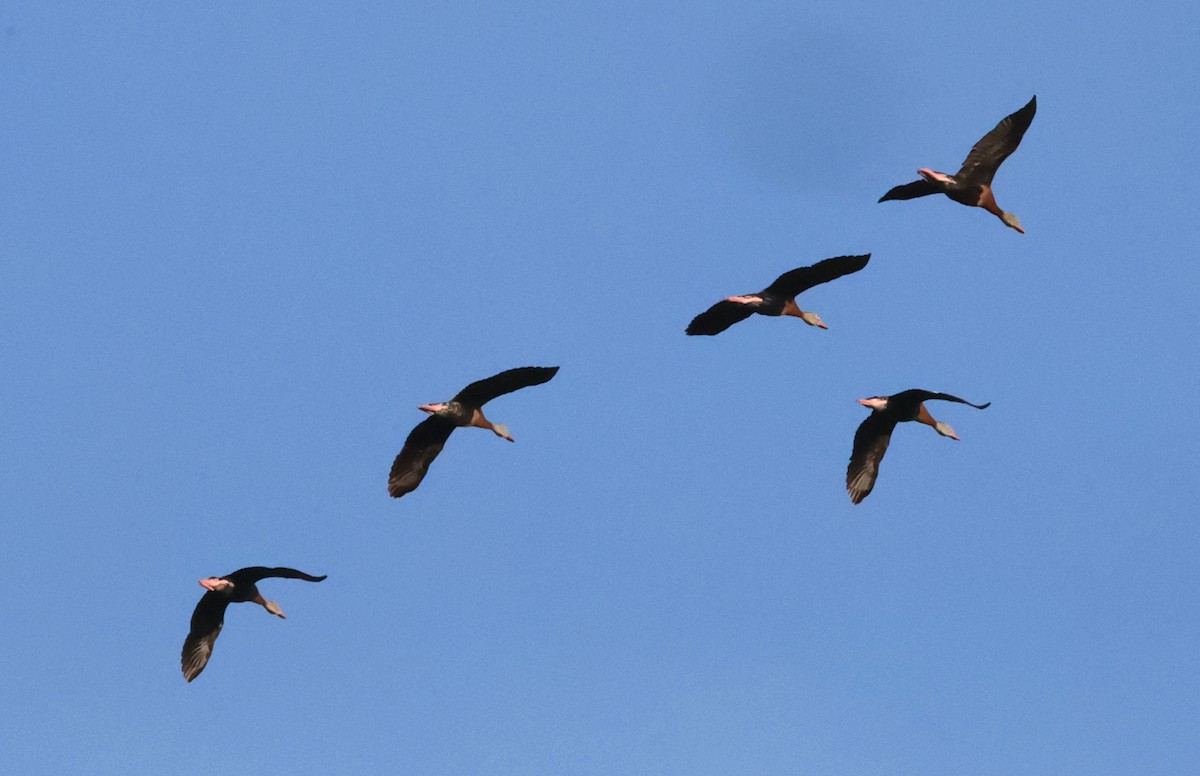 Black-bellied Whistling-Duck - ML641871201