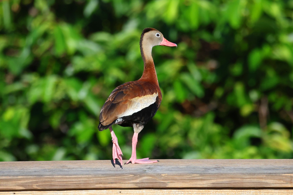 Black-bellied Whistling-Duck - ML641871205