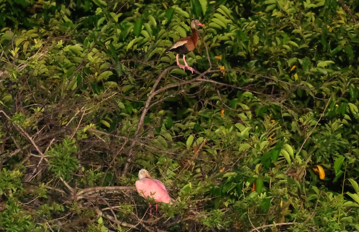 Black-bellied Whistling-Duck - ML641871206