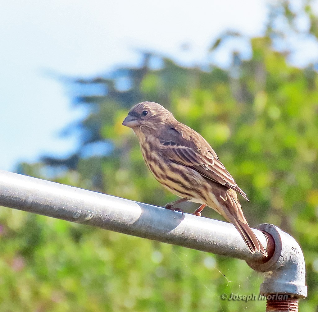 House Finch - ML641871210