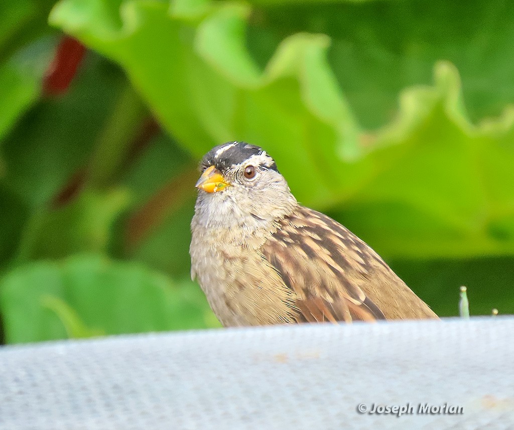White-crowned Sparrow (nuttalli) - ML641871215