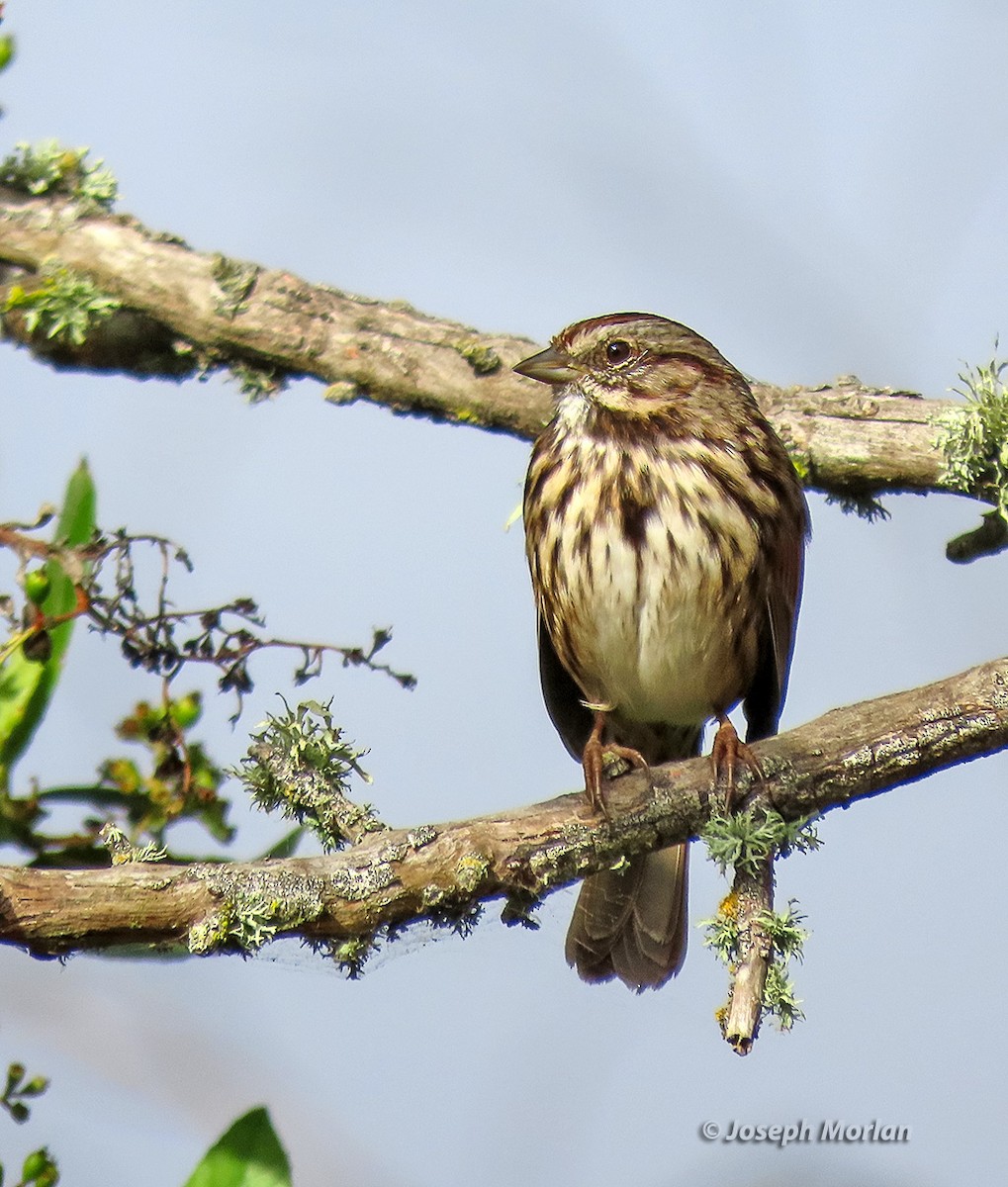 Song Sparrow - ML641871226