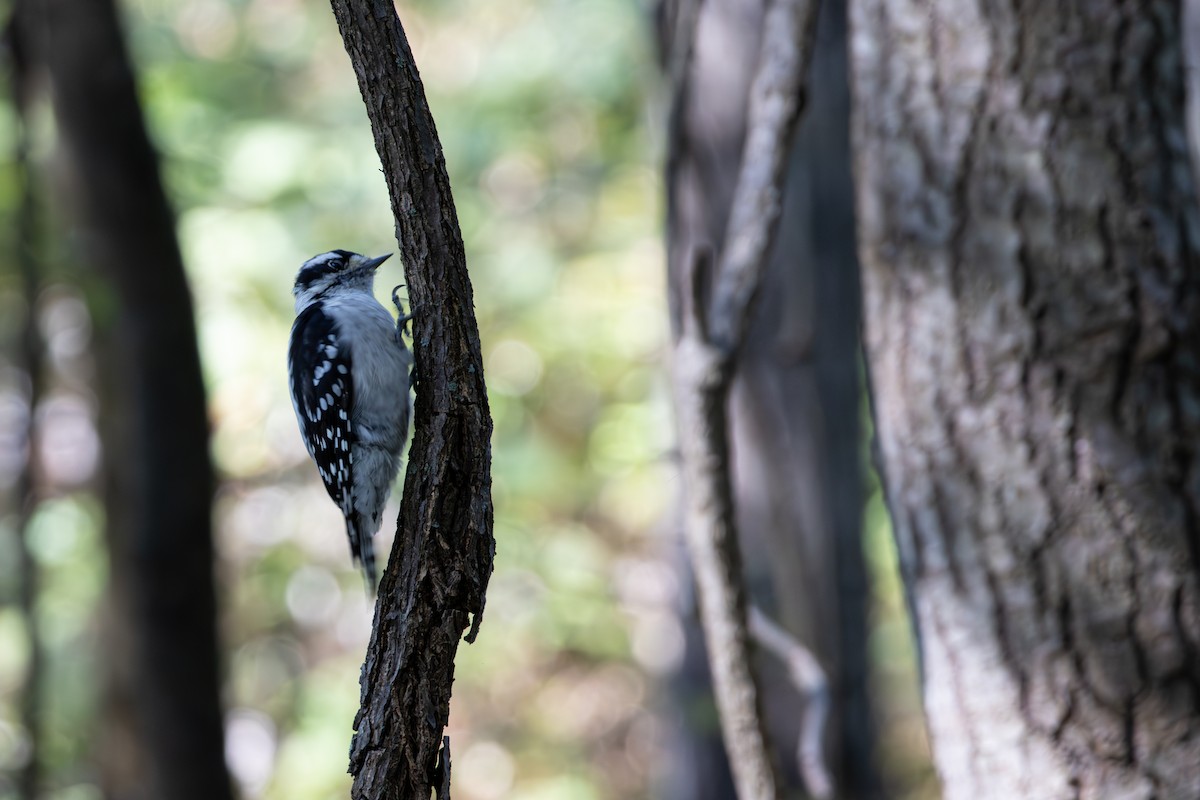 Downy Woodpecker - ML641871228