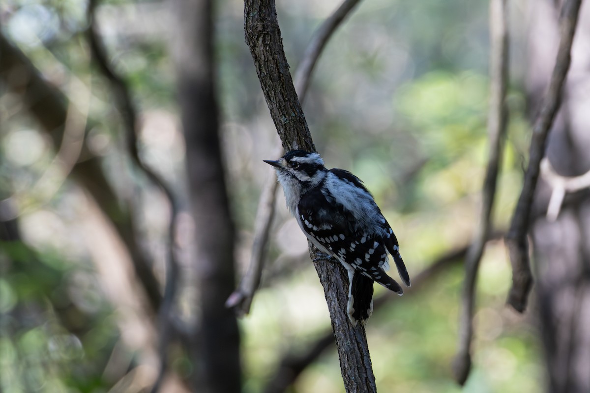 Downy Woodpecker - ML641871229