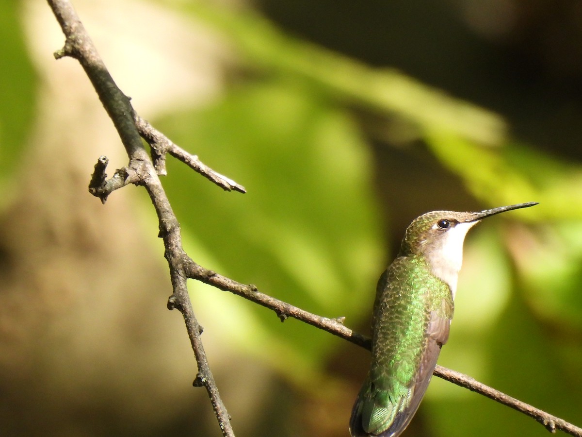 Ruby-throated Hummingbird - ML641871236