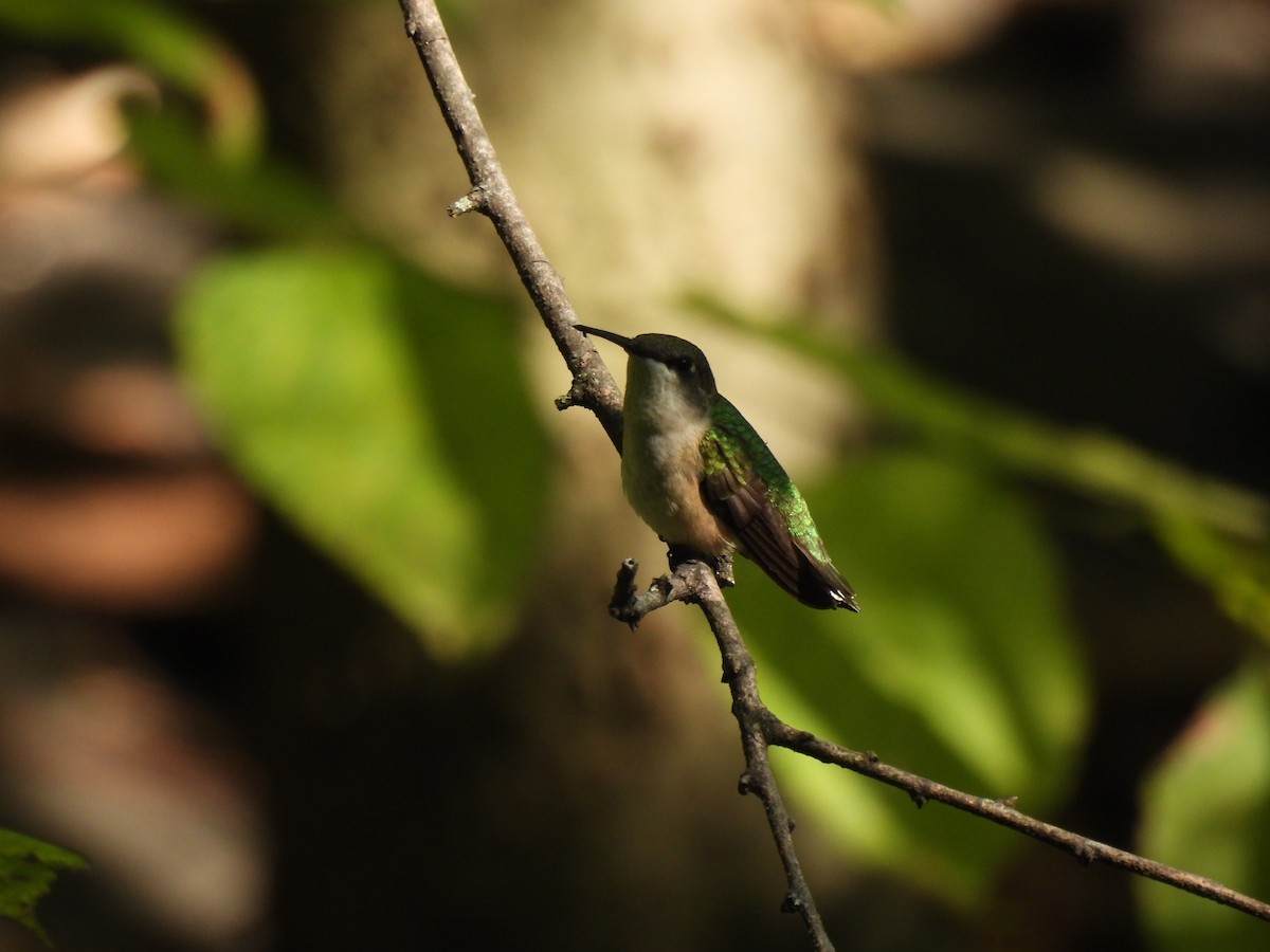 Ruby-throated Hummingbird - ML641871237