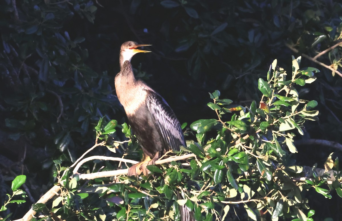 Anhinga - ML641871239