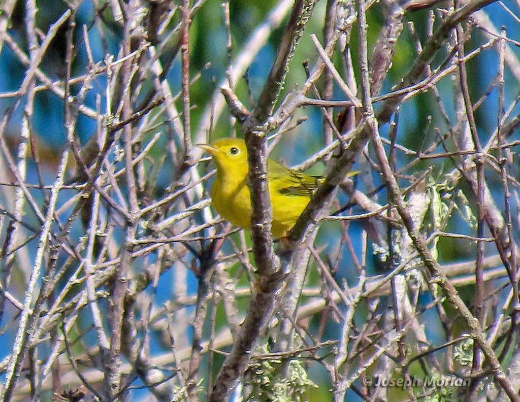 Yellow Warbler - ML641871257