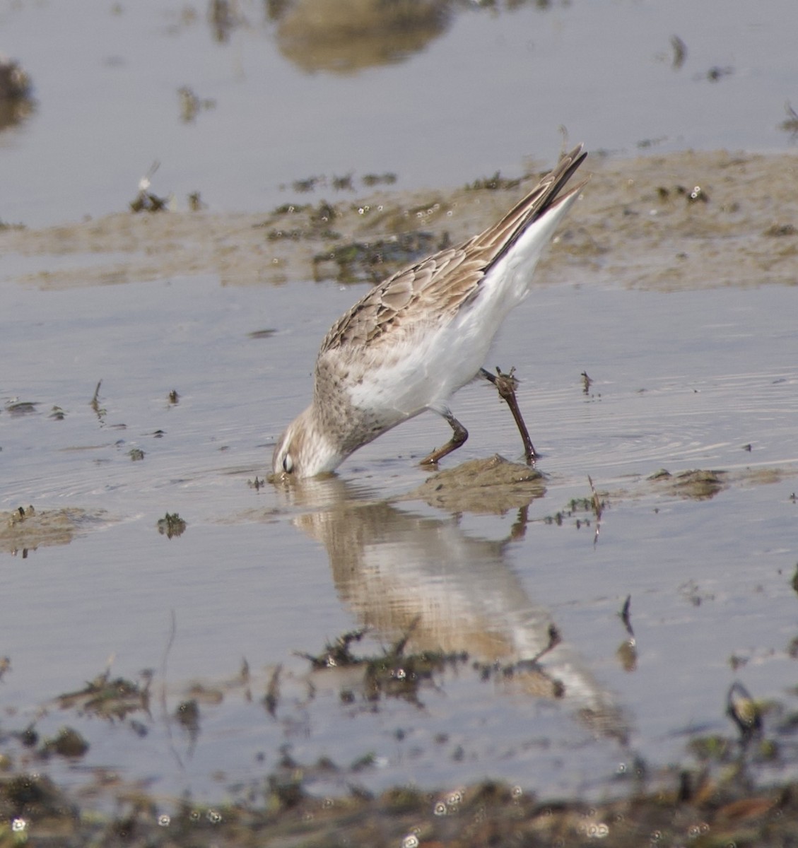 White-rumped Sandpiper - ML641871258