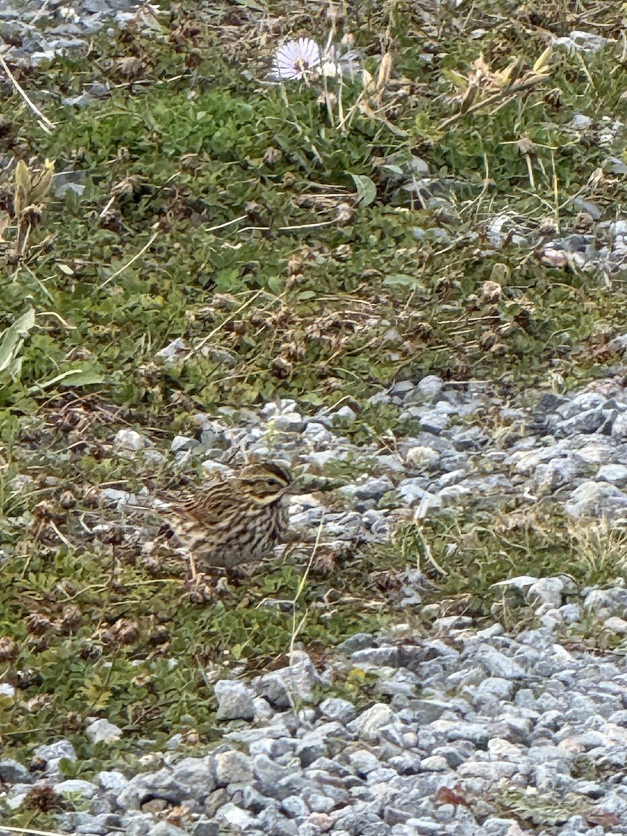 Savannah Sparrow - ML641871260