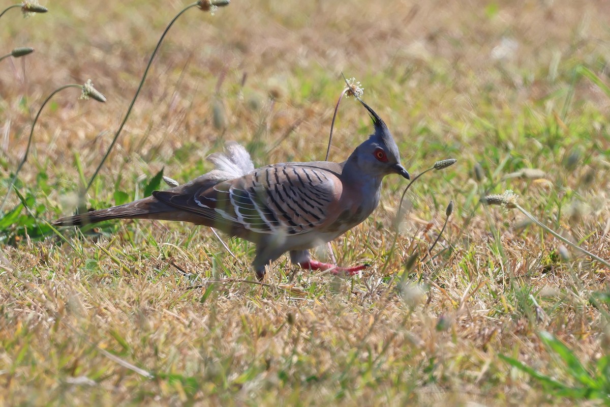 Crested Pigeon - ML641871292