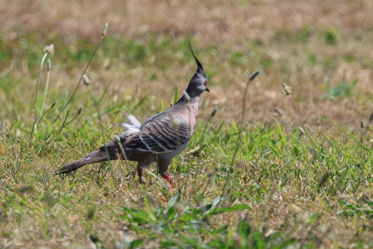 Crested Pigeon - ML641871293