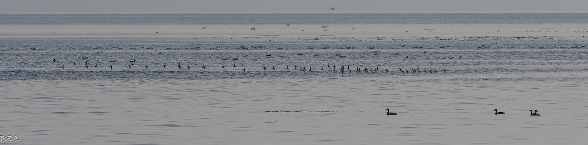 tanımsız küçük kumkuşu (Calidris sp.) - ML641871317