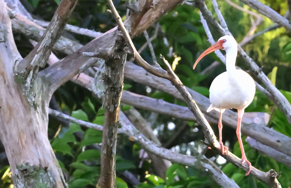 White Ibis - ML641871320