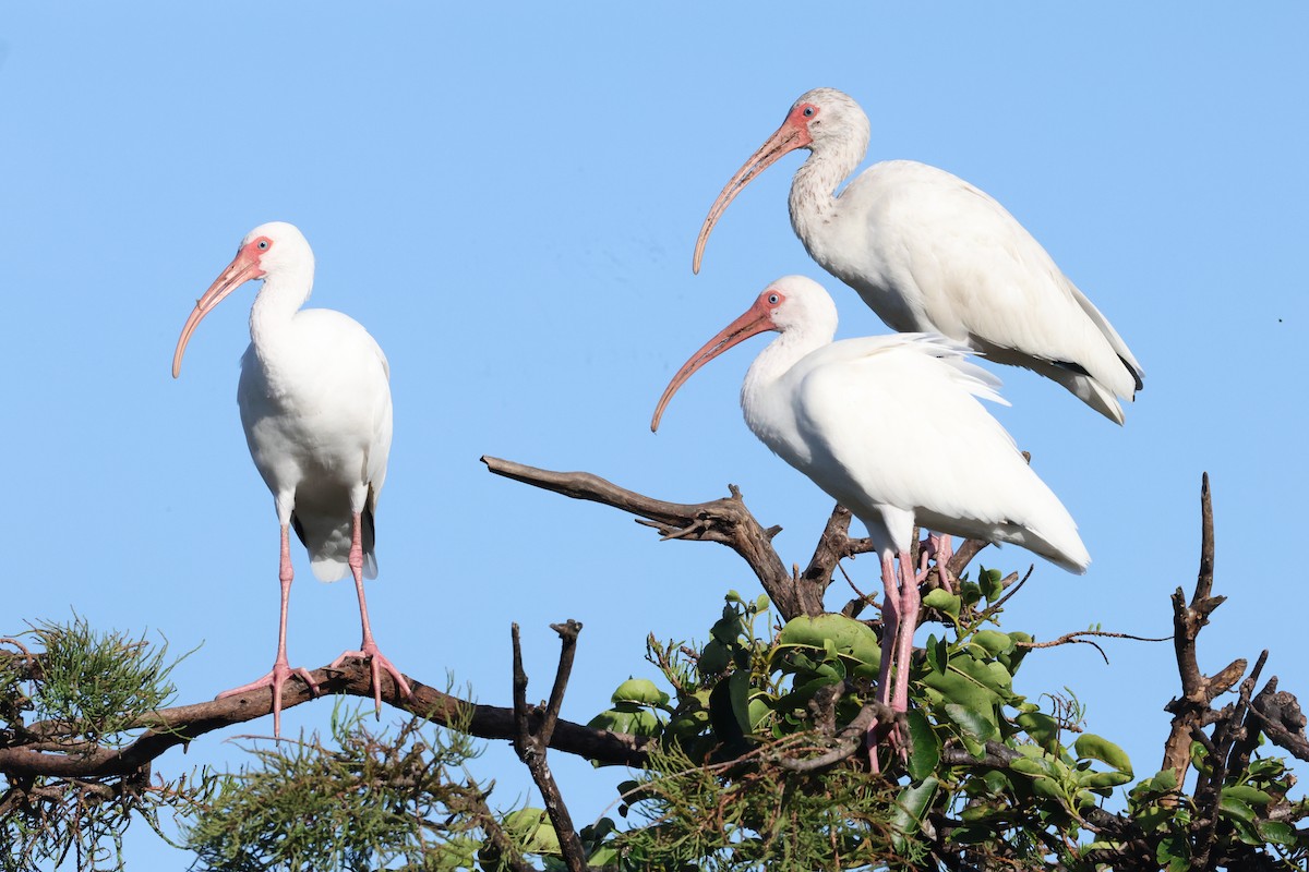 White Ibis - ML641871321