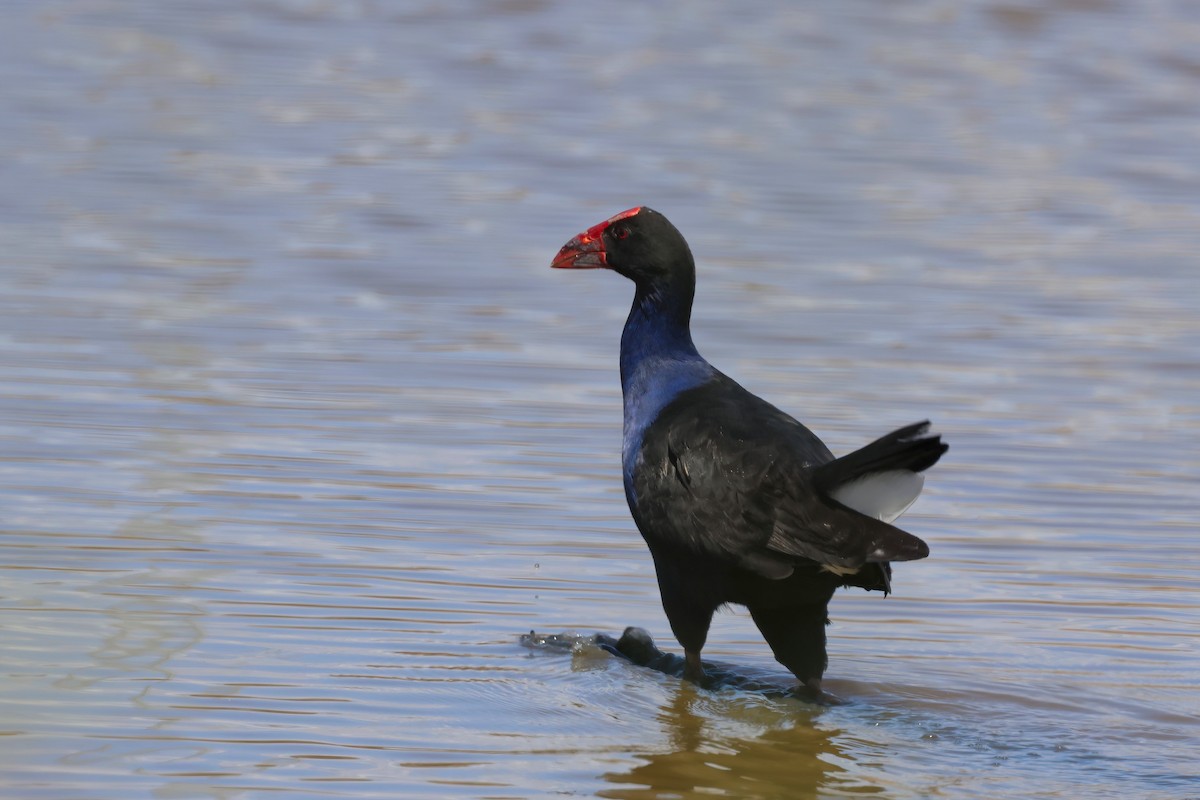 Australasian Swamphen - ML641871322