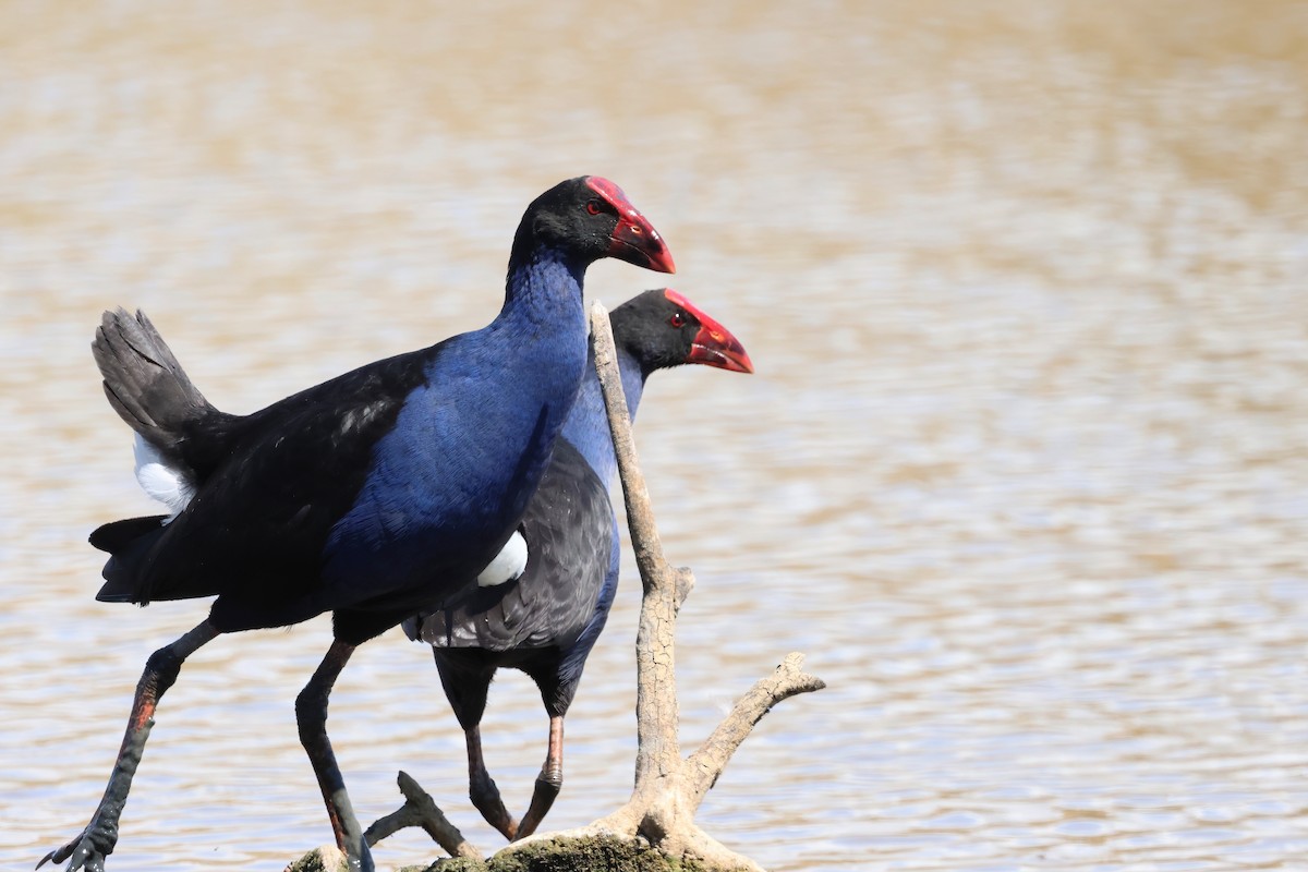 Australasian Swamphen - ML641871324
