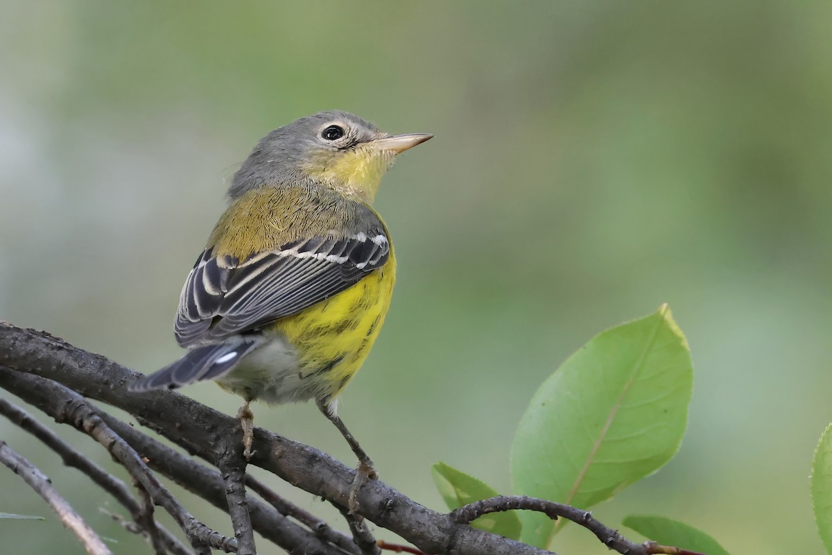 Magnolia Warbler - ML641871325