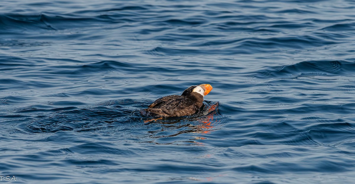 Tufted Puffin - ML641871332