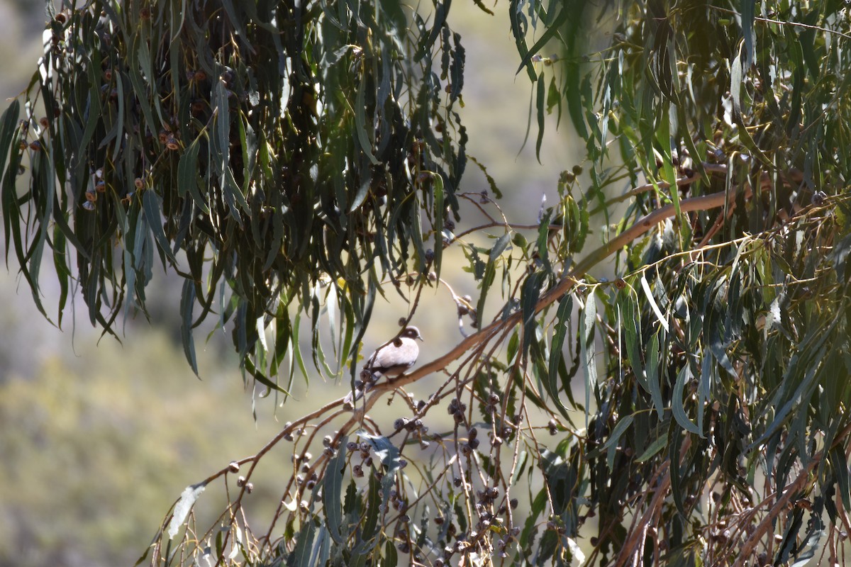 White-winged Dove - ML641871334