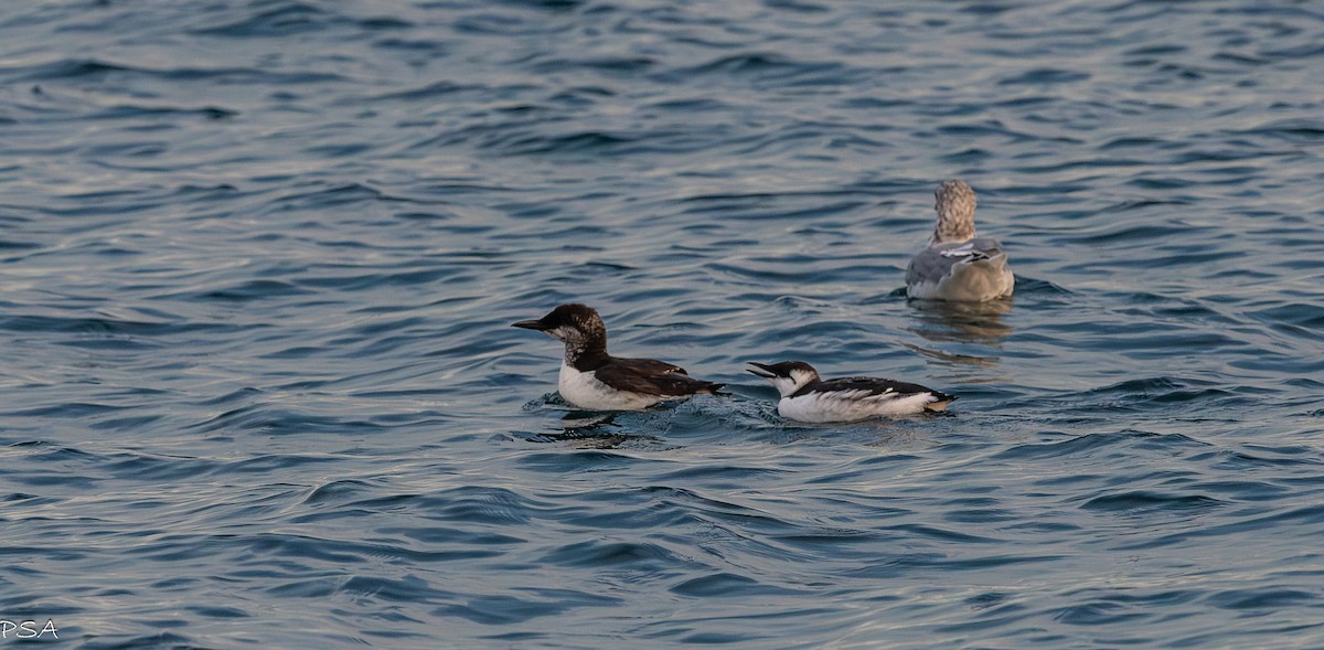 Common Murre - ML641871348