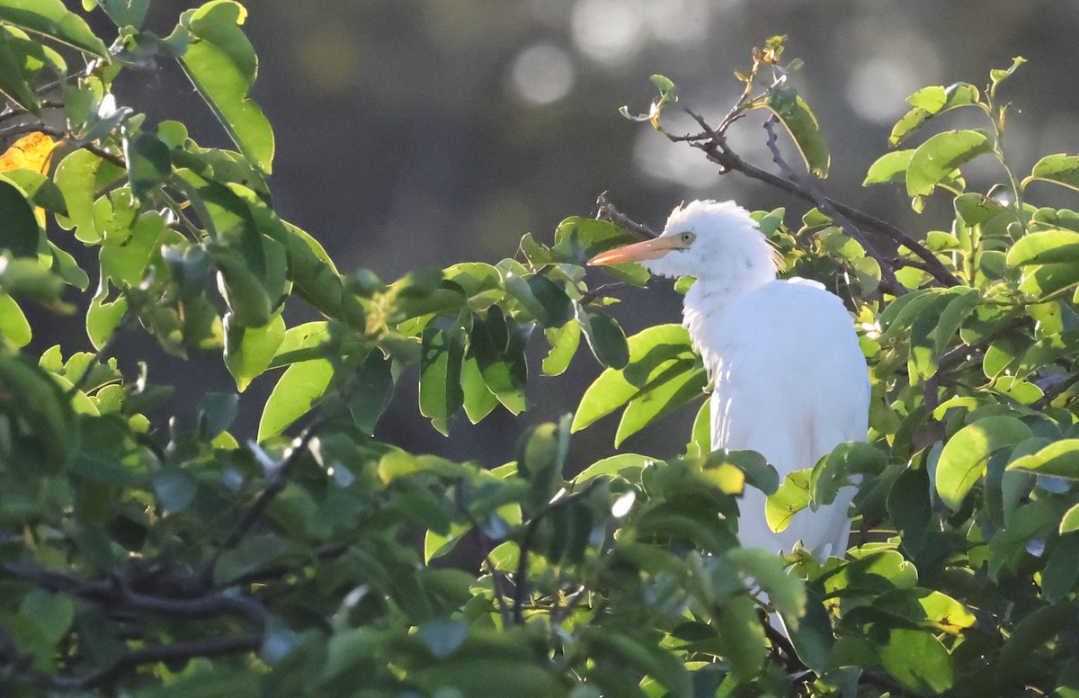 Western Cattle-Egret - ML641871361